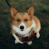 Entry image for Millie