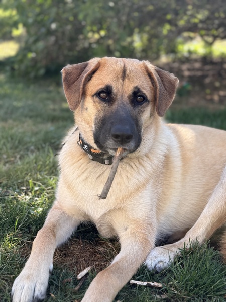 Entry image for Koko. Clicking this image will show a larger photo