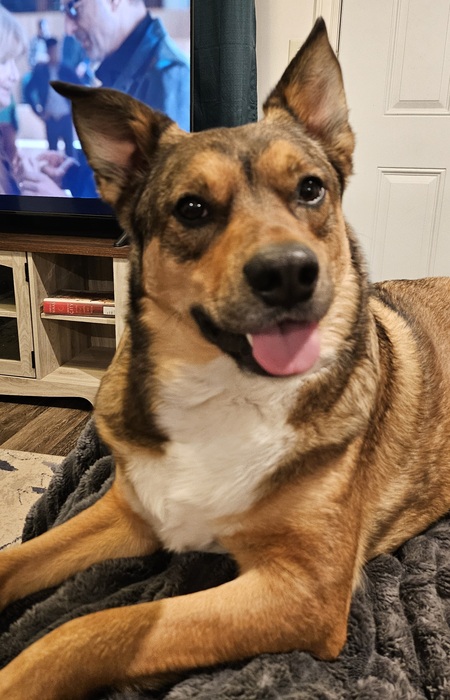 Entry image for Bear. Clicking this image will show a larger photo