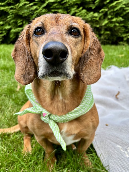 Entry image for Hadley . Clicking this image will show a larger photo