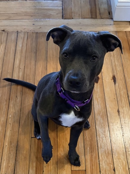 Entry image for Lady. Clicking this image will show a larger photo