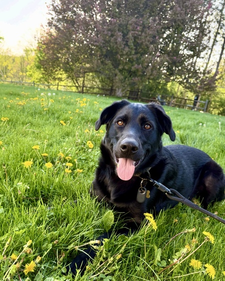 Entry image for Koda. Clicking this image will show a larger photo