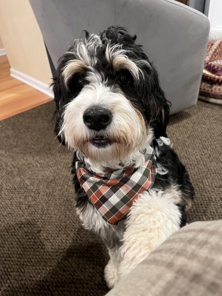 Entry image for Maddie. Clicking this image will show a larger photo