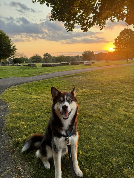 Entry image for Lou. Clicking this image will show a larger photo