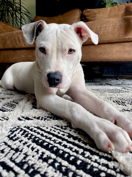 Entry image for Walter. Clicking this image will show a larger photo