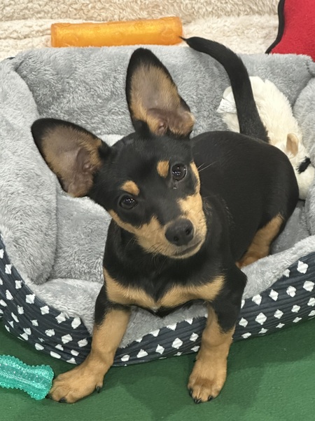 Entry image for Mason. Clicking this image will show a larger photo