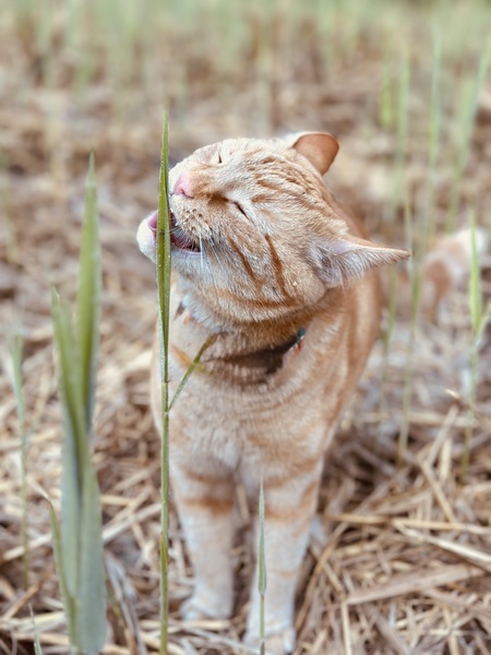 Entry image for Jonesy. Clicking this image will show a larger photo