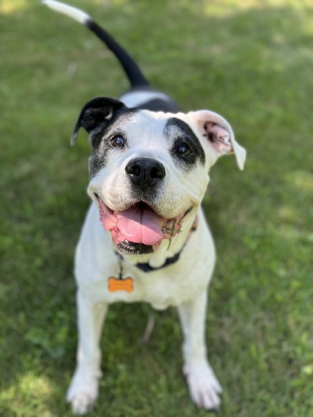 Entry image for Cricket. Clicking this image will show a larger photo