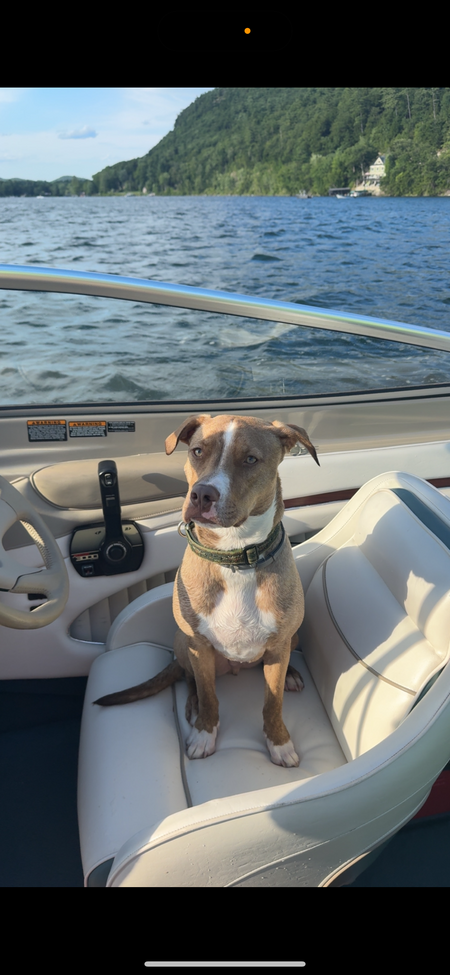 Entry image for Gunner. Clicking this image will show a larger photo