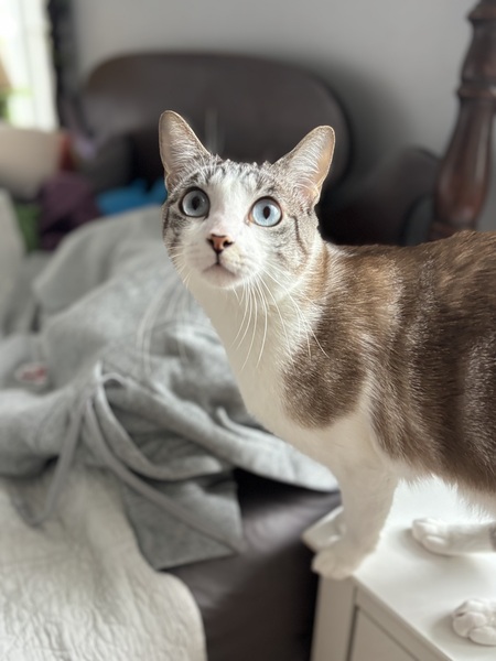 Entry image for Merlin Jasper Parham . Clicking this image will show a larger photo