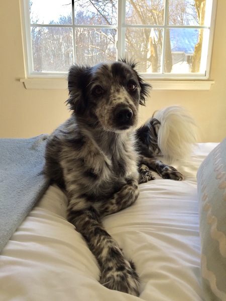 Entry image for Sophie. Clicking this image will show a larger photo