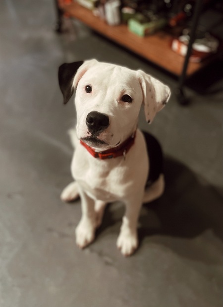 Entry image for Poe. Clicking this image will show a larger photo