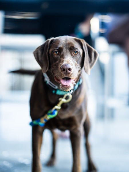 Entry image for Roxy. Clicking this image will show a larger photo