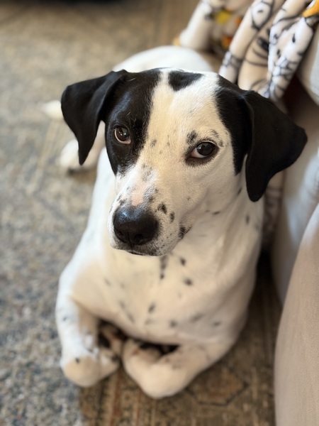 Entry image for Bubba. Clicking this image will show a larger photo