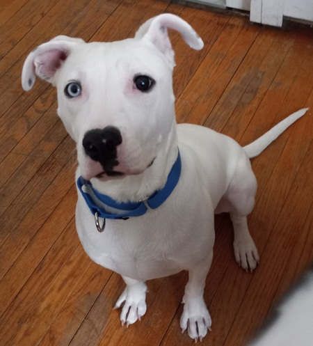 Entry image for Ringo. Clicking this image will show a larger photo