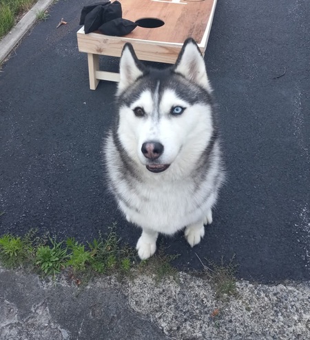 Entry image for Olaf. Clicking this image will show a larger photo