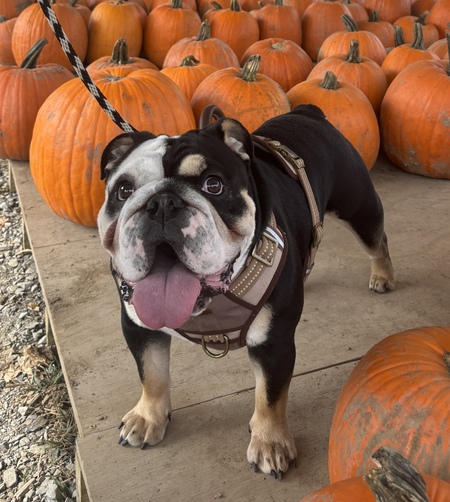 Entry image for Philly. Clicking this image will show a larger photo