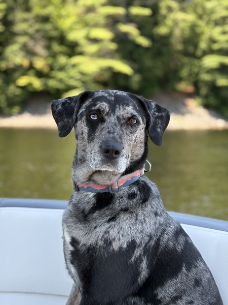 Entry image for Ellie. Clicking this image will show a larger photo