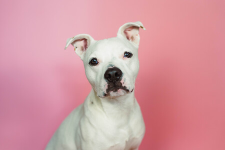 Entry image for Flip Cup . Clicking this image will show a larger photo