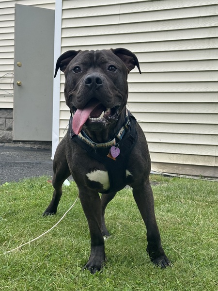 Entry image for Pretzel. Clicking this image will show a larger photo