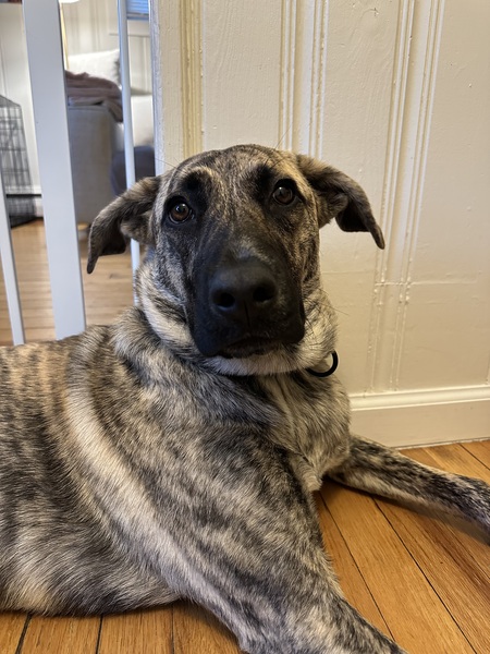 Entry image for Honey Boo. Clicking this image will show a larger photo