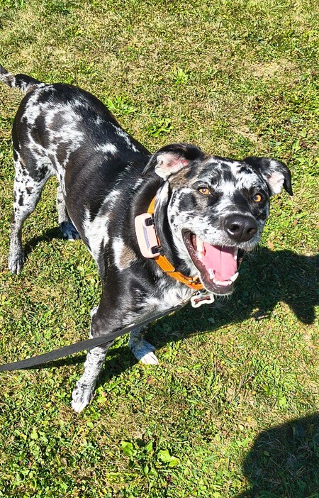 Entry image for Catalina. Clicking this image will show a larger photo