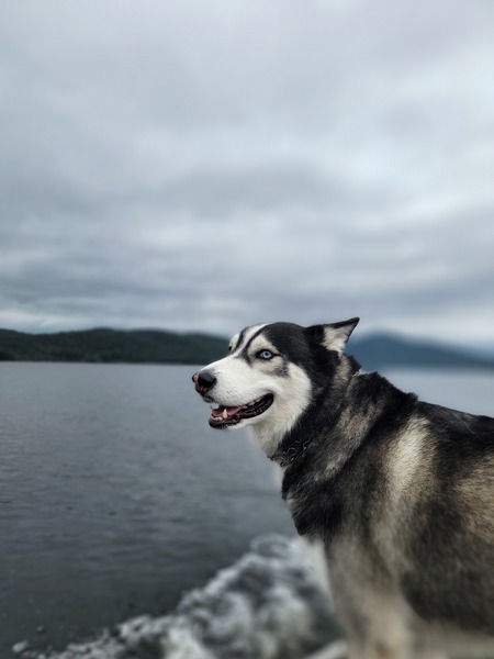 Entry image for Camber. Clicking this image will show a larger photo