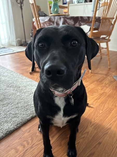 Entry image for Bailey. Clicking this image will show a larger photo