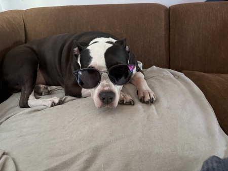 Entry image for Lucy. Clicking this image will show a larger photo