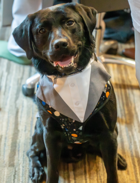 Entry image for Moose. Clicking this image will show a larger photo