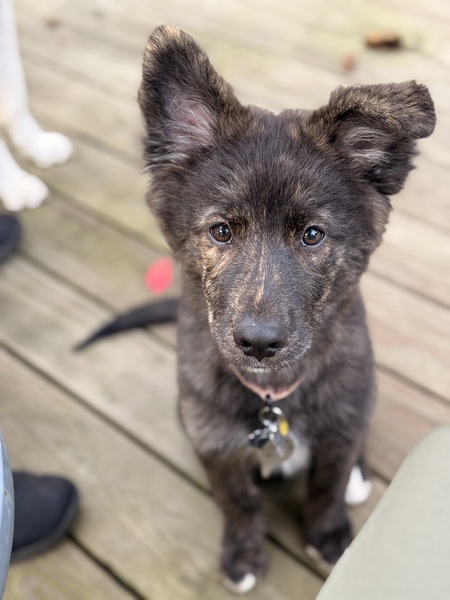 Entry image for Renn. Clicking this image will show a larger photo