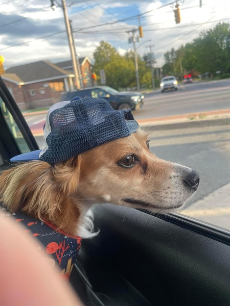 Entry image for Ozzy. Clicking this image will show a larger photo