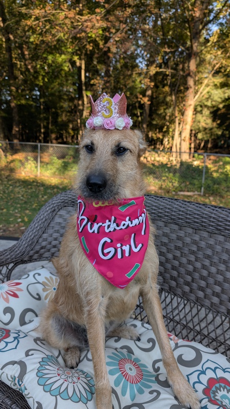 Entry image for Gumdrop. Clicking this image will show a larger photo