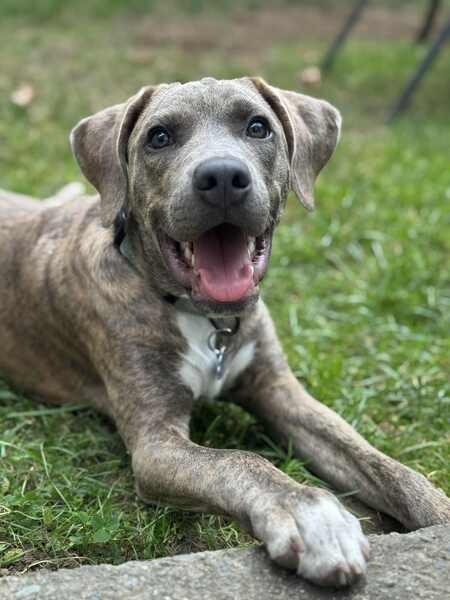 Entry image for Finnegan. Clicking this image will show a larger photo