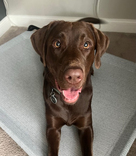 Entry image for Porter. Clicking this image will show a larger photo