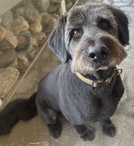 Entry image for Bush. Clicking this image will show a larger photo