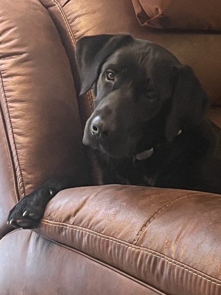 Entry image for Kozbo. Clicking this image will show a larger photo