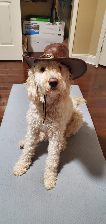 Entry image for Miles. Clicking this image will show a larger photo