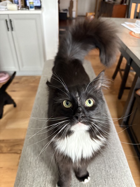 Entry image for Juniper. Clicking this image will show a larger photo