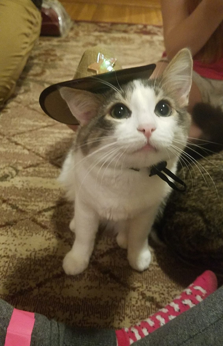 Entry image for Loki . Clicking this image will show a larger photo