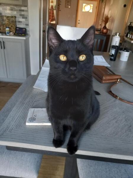 Entry image for Smudge. Clicking this image will show a larger photo