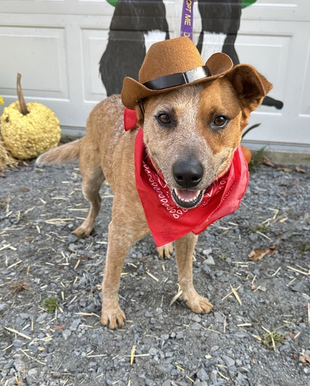Entry image for Cowboy from Lucky Puppy Rescue. Clicking this image will show a larger photo