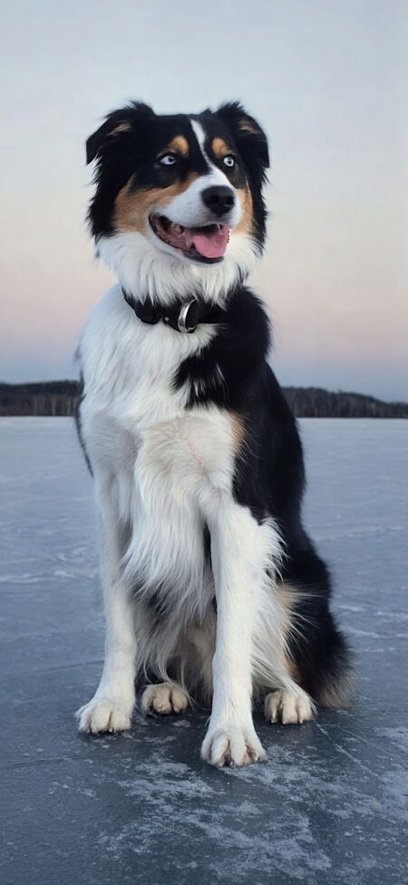 Entry image for Kane. Clicking this image will show a larger photo