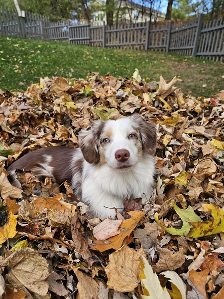 Entry image for Coco. Clicking this image will show a larger photo