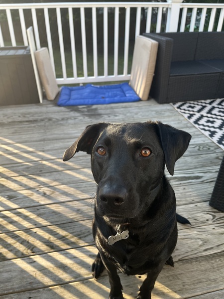 Entry image for Miley. Clicking this image will show a larger photo