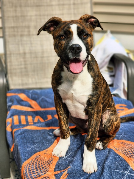 Entry image for Rex. Clicking this image will show a larger photo