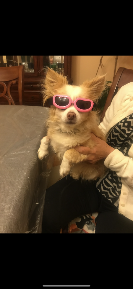 Entry image for Pumpkin. Clicking this image will show a larger photo