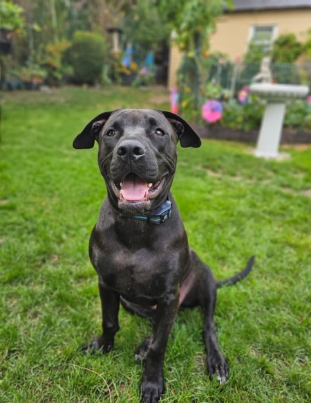 Entry image for Qmoe (formerly known as Homer). Clicking this image will show a larger photo