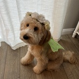 Entry image for Gingerbread