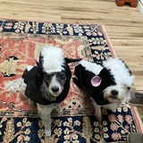 Entry image for Aggie and Vinny